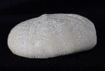 Eupatagus (Oymnopatagus) antillarum (COTTEAU 1875) - Bild &copy; FossNet FossilienStore